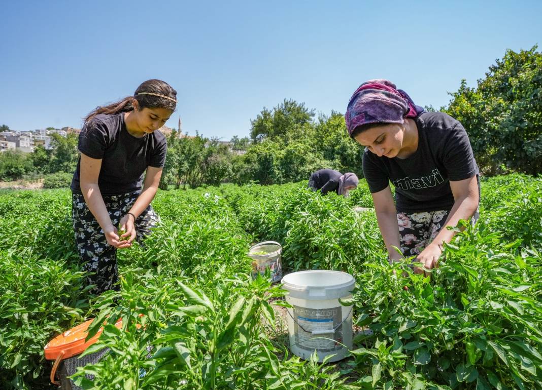 Sezonu geldi: Haftada 250 kilogramı Almanya ve İsviçre'ye yollanıyor 4